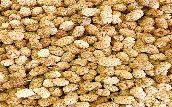 توت خشک رسمی مخصوص شیره گیری | قیمت عالی