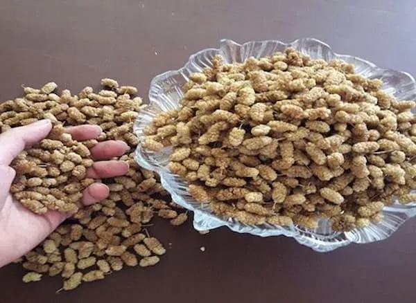 توت خشک رسمی با قیمتهای فوق العاده + بهترین قیمت خرید